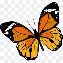 矢量图橘色的花蝴蝶