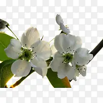新鲜的梨树花