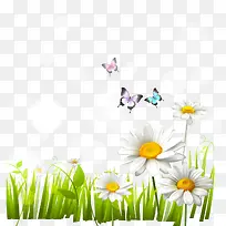 绿色草地菊花