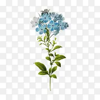 一束蓝花