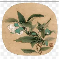 中国画白茶花