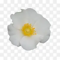 白色刺梨花
