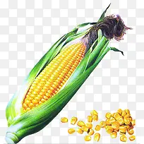 我家的玉米