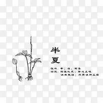 线稿手绘药材半夏