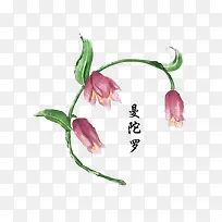 药材曼陀罗