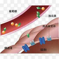 流过血管的葡萄糖