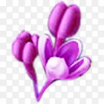 紫色模糊花朵装饰春天
