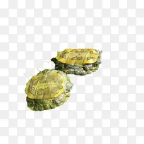 两只可爱的巴西龟