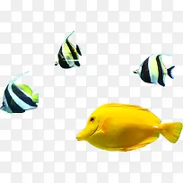 摄影海报海底世界鱼群