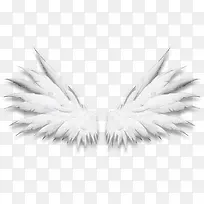 高清创意白色的翅膀造型