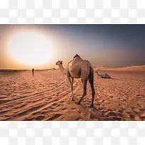 紫色天空沙漠里的骆驼