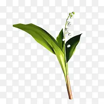 芦苇花骨朵免抠PNG图片素材