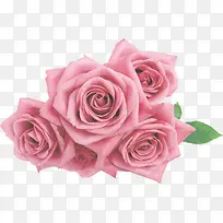浅粉玫瑰花束