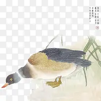 水彩中国风鸭子喝水