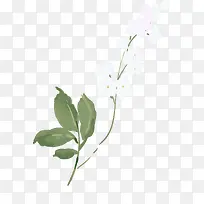 手绘纯洁白色小花植物