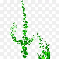 藤蔓 绿色植物