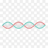 矢量DNA