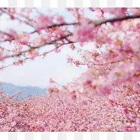 粉色樱花花海树林