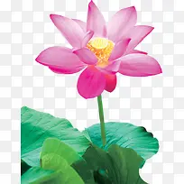 粉色荷花中式海报装饰