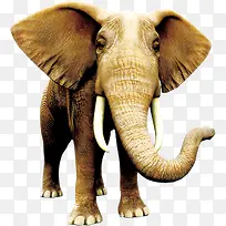 童趣自然野生动物大象装饰图案