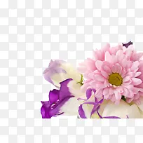 紫色喇叭花装饰