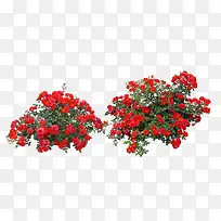 室外红色花卉素材