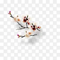 春天的白色桃花