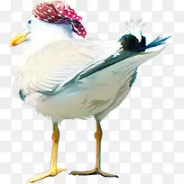 带方巾的鸽子