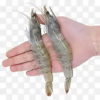 手拿两只大虾