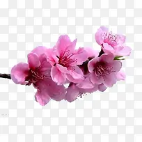 杏花花瓣