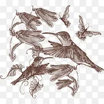 手绘蜂鸟矢量图