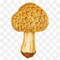 蘑菇的内部结构