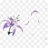 紫色的百合花