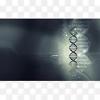 DNA分子细胞组合