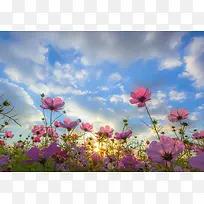 粉色花海蓝天白云