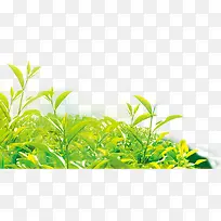 茶叶种植