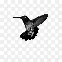 动物 手绘黑白 蜂鸟