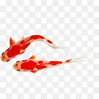 红色花斑锦鲤