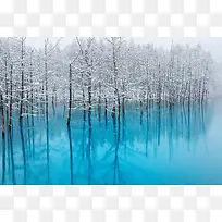 蓝色水面上的白色枯树林海报背景