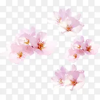 浪漫桃花七夕