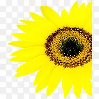 高清活动黄色向日葵摄影