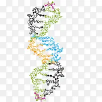 彩色人体DNA结构