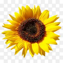 高清摄影黄色的向日葵花卉