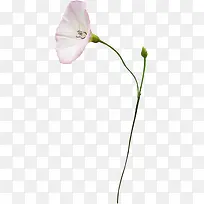 喇叭花