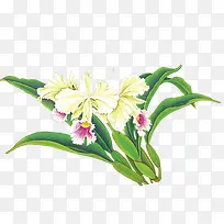 花瓣专辑