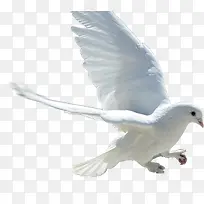 白色唯美飞鸟白鸽