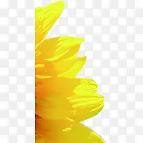 黄色卡通水墨花朵向日葵