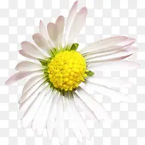 白色的野菊花