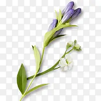 手绘装饰鲜花素材