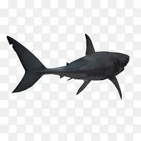 黑色遨游海底生物动物鲸鱼